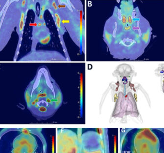 Drug evaluation in a Sars-Cov-2 NHP model using PET/CT imaging