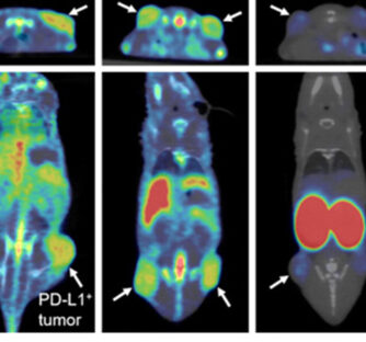 Preclinical pharmaco-kinetic and biodistribution using PET imaging