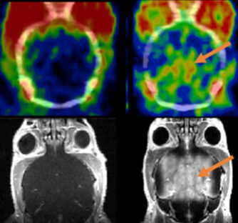 Preclinical therapeutic focused ultrasound – controlled permeabilization of BBB combined with multimodal imaging (PET/MRI)